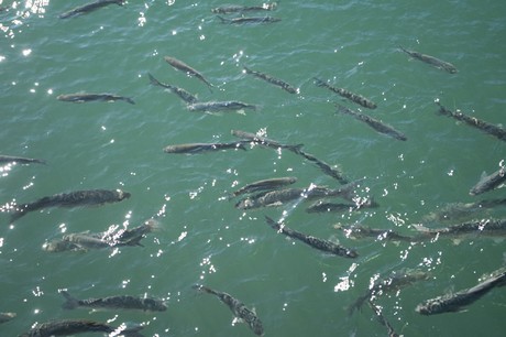 Marina De La Duquesa